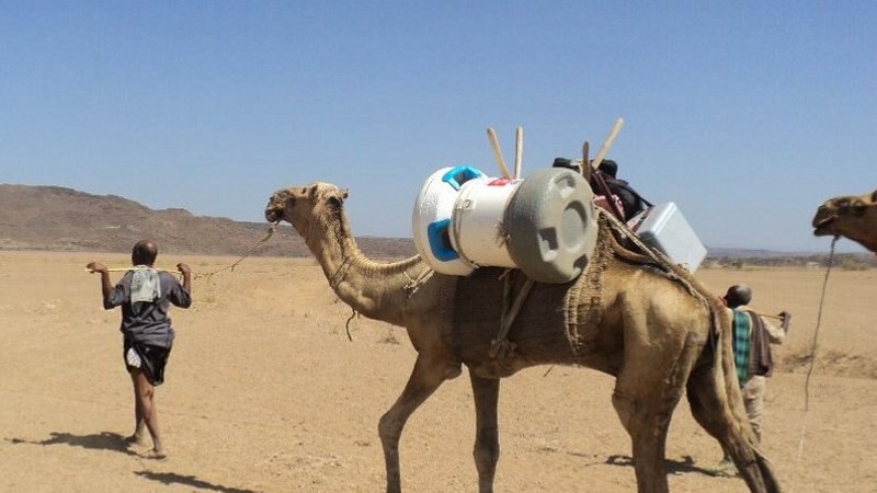 A camel gives a lift to the Arktek cooler