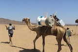 A camel gives a lift to the Arktek cooler