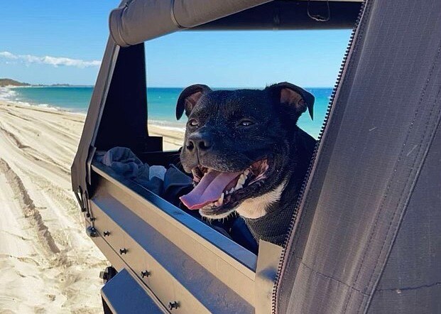 A dog in a car with his head out the window on the beach