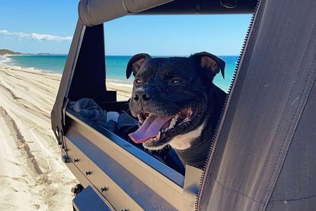 A dog in a car with his head out the window on the beach