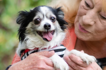 A woman holding up a black and white chihuahua in her lap