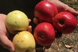 Red and yellow apples with small damage to skin.