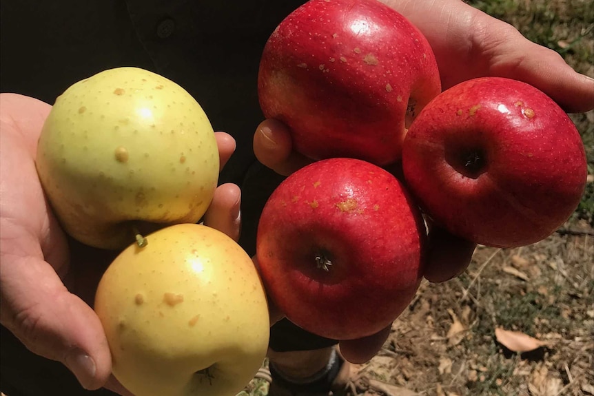 Red and yellow apples with small damage to skin.