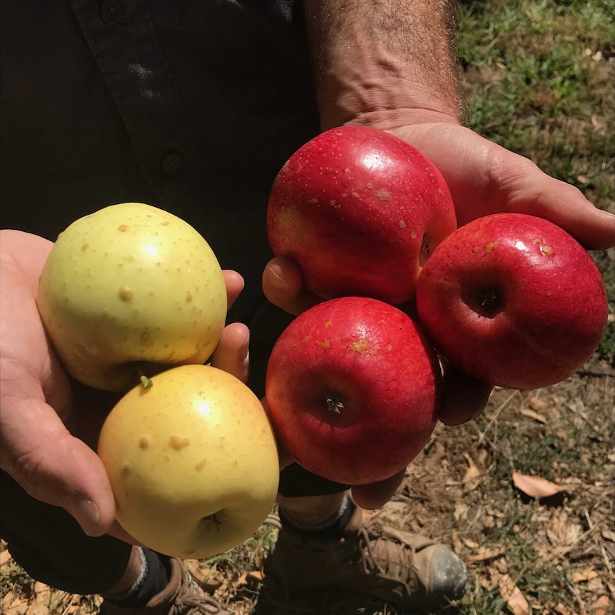 Red and yellow apples with small damage to skin.