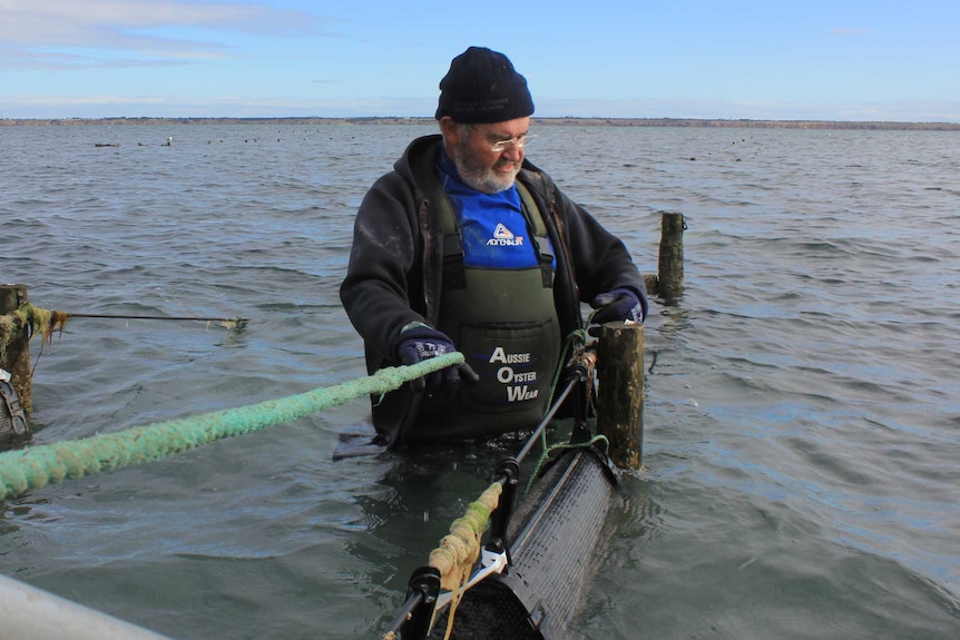 An oyster grower waist deep in sea water, bringing cages full of oysters out of the water