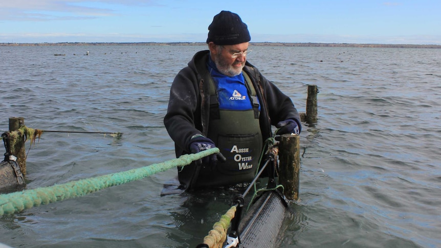 An oyster grower working while standing waist-deep in the ocean.