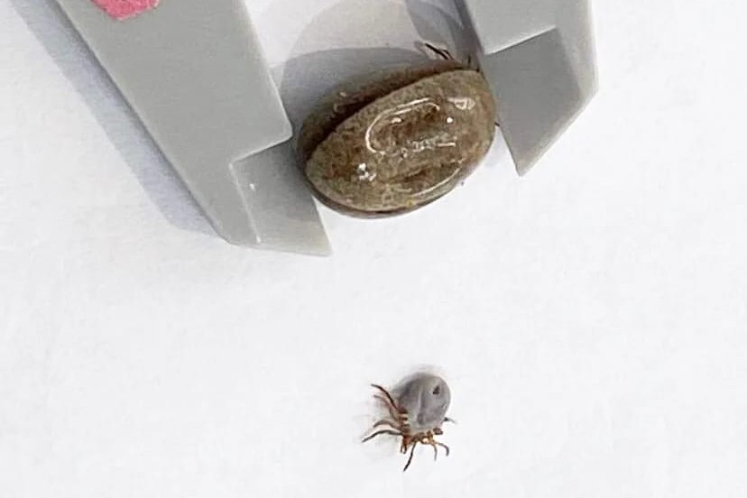 A tick being measured.
