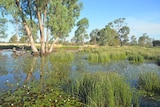A wetland on the property which has been restored.
