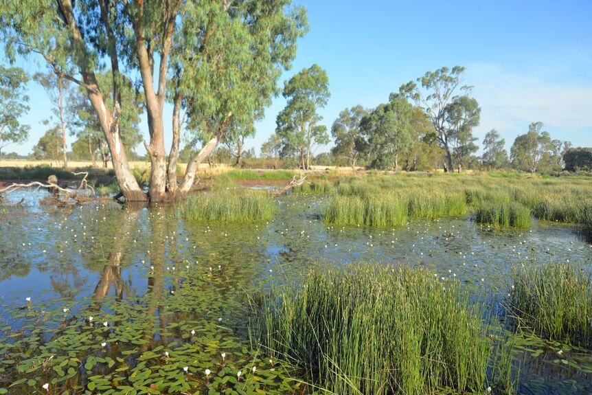 A wetland on the property which has been restored