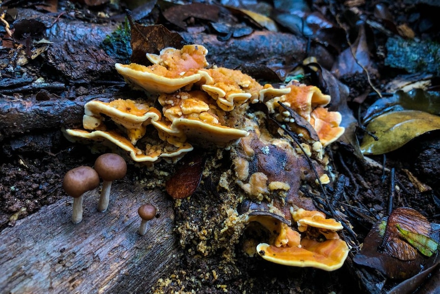 Bright orange mushrooms clustered on a wet log.