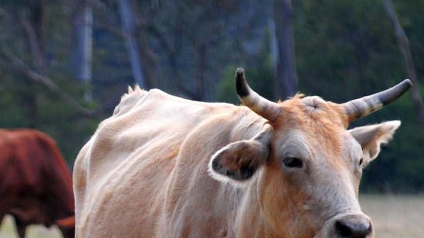 Cows and calves