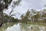The Pollen Creek in the Nimmie-Caira wetland in the western Riverina region of New South Wales