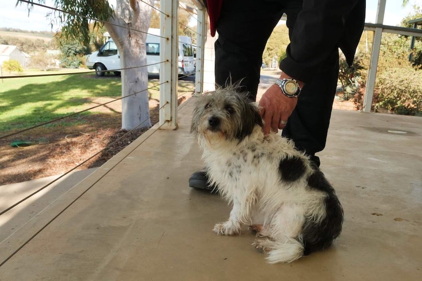 Angus a fluffy terrier therapy dog who lives with residents at Weigelli rehab centre