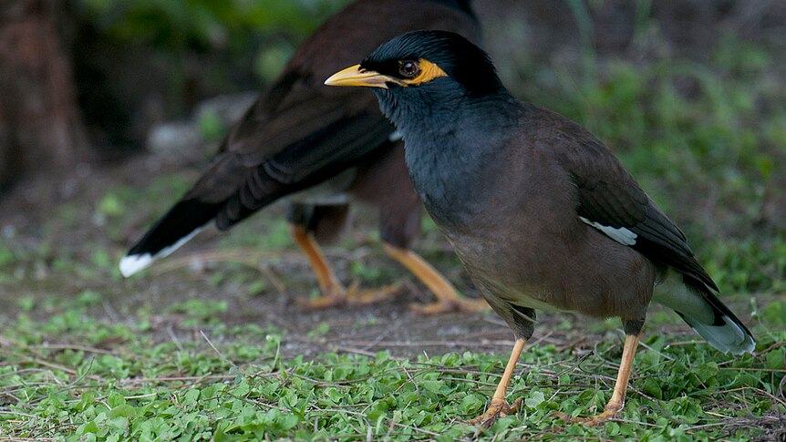 The common myna on the island of Aitutaki in the Cook Islands. May, 2014.