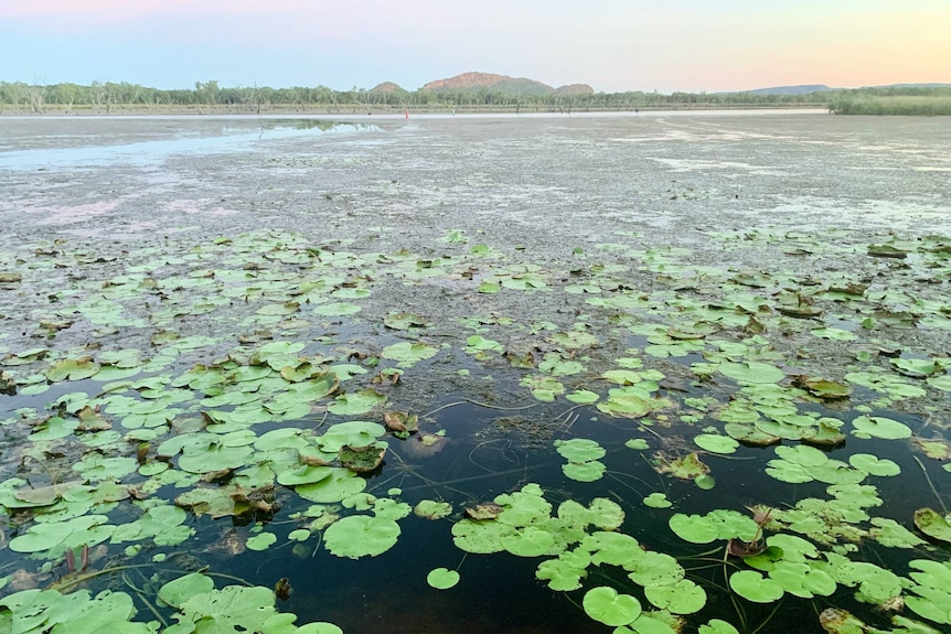 Green lilypads in a waterhole.