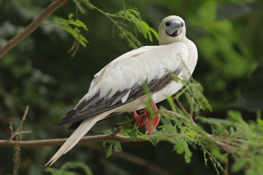 A bird with black and white feathers and red feet.