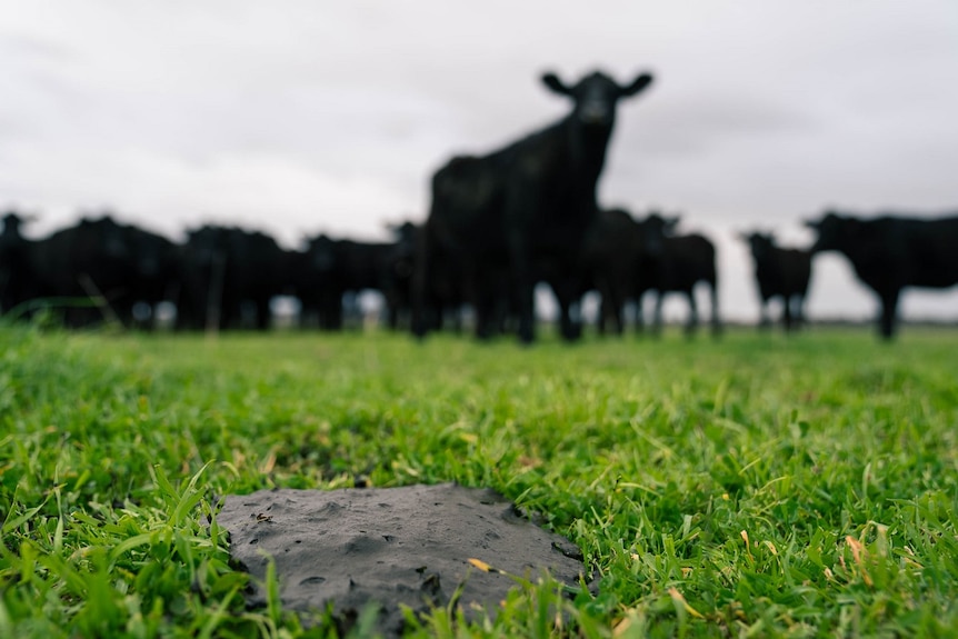 Cow dung in a cattle paddock