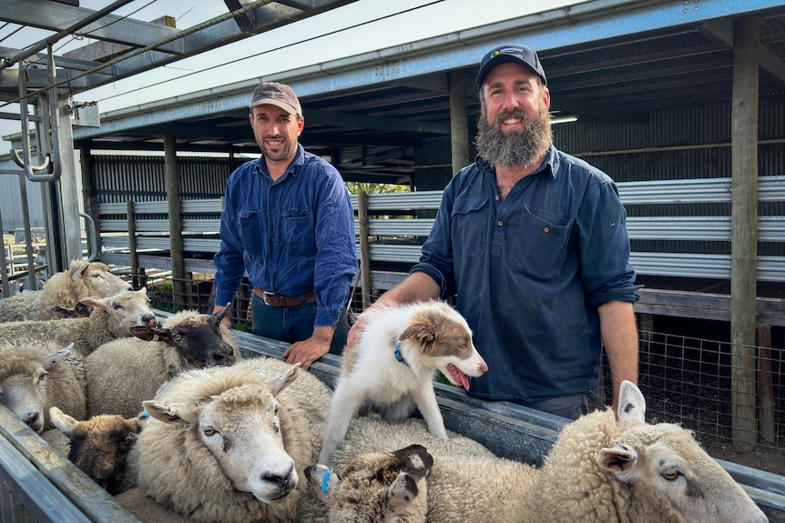 a pen full of sheep in foreground with a young border collie on asheep and two men at the back 