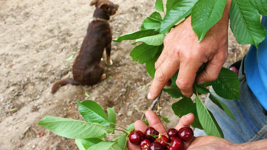 Man with a handful of cherries beside his working dog