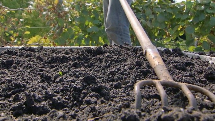 Preparing The Soil For Carrot Planting