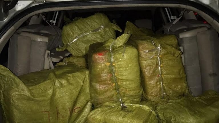 Large yellow bags of drugs sit in the open boot of a van.