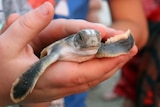 Hundreds of people helped send off 80 baby sea turtles from Casuarina Beach in Darwin.