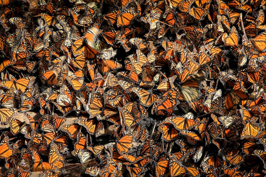 Monarch butterflies cover a tree