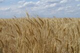 Wheat heads near Dalby in south-east Queensland