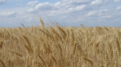 Wheat futures