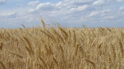 Wheat heads near Dalby in south-east Queensland