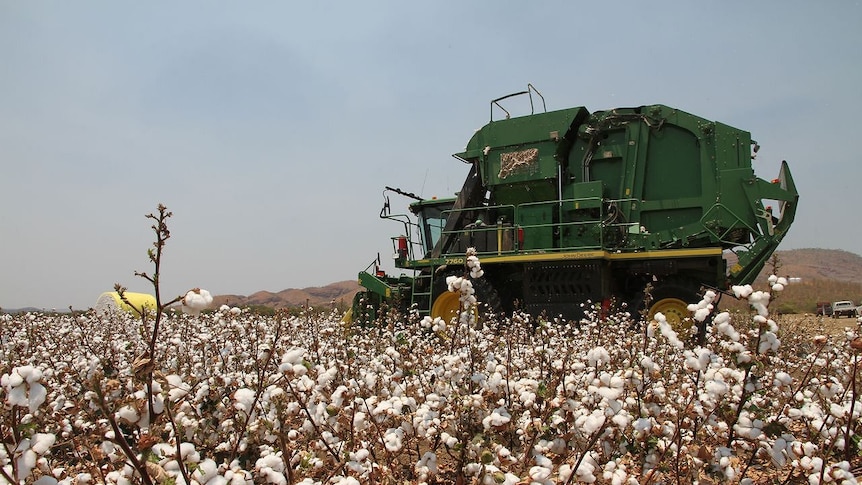 Cotton ready for harvest