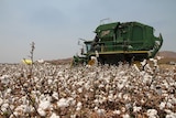Cotton being harvested