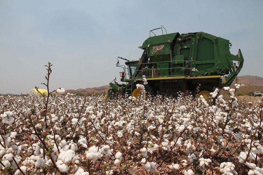 Cotton ready for harvest