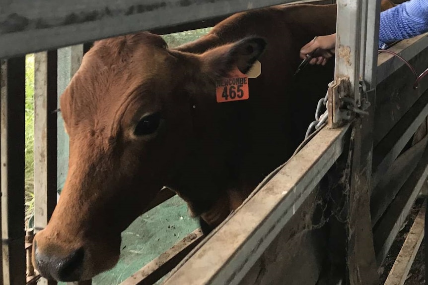 Cow in cattle crush being vaccinated