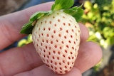 A white strawberry with red seeds in a hand.