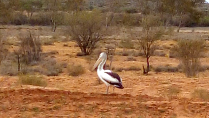 Pelican sits on dusty, red earth.