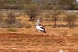 Pelican sits on dusty, red earth.