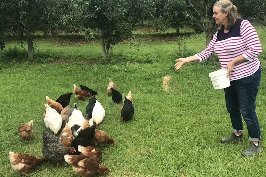 Sharon Otto feeding her chickens.