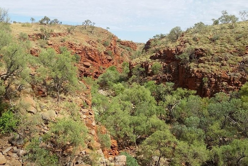 a gorge of red rocks and trees