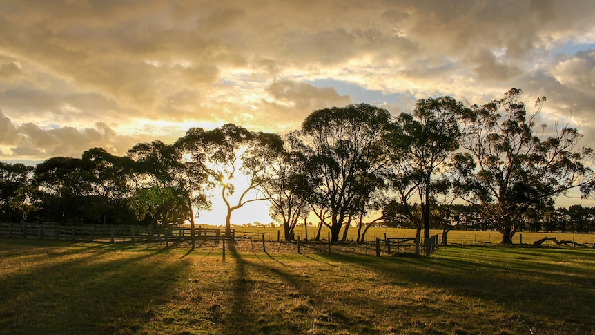 Gum trees on an Australian rural property at sunset. 