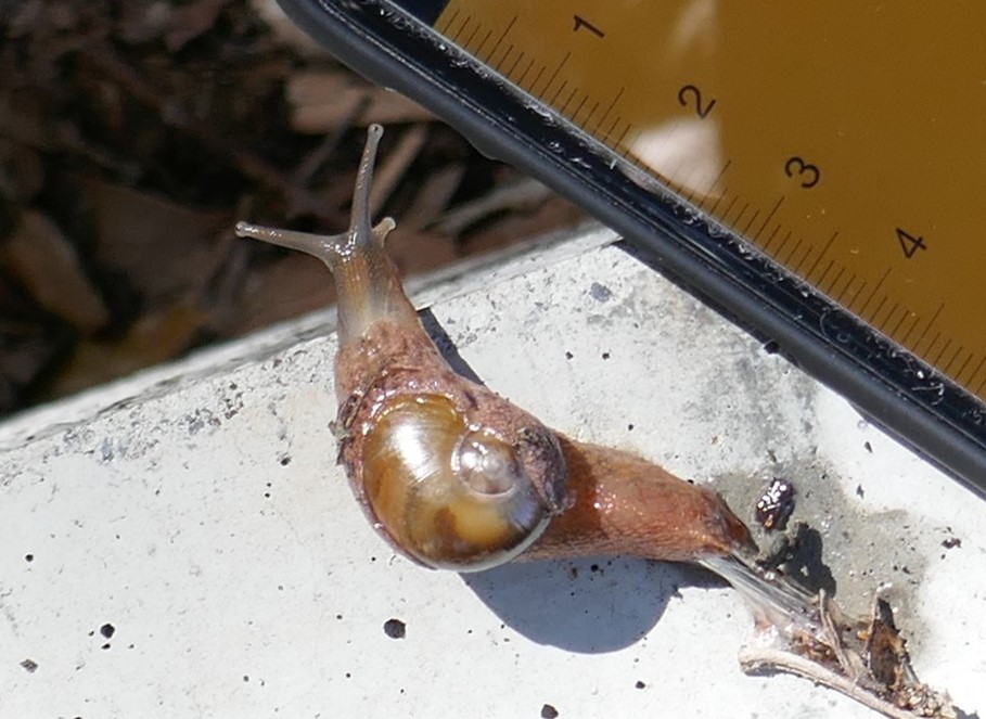 A snail with a small shell.