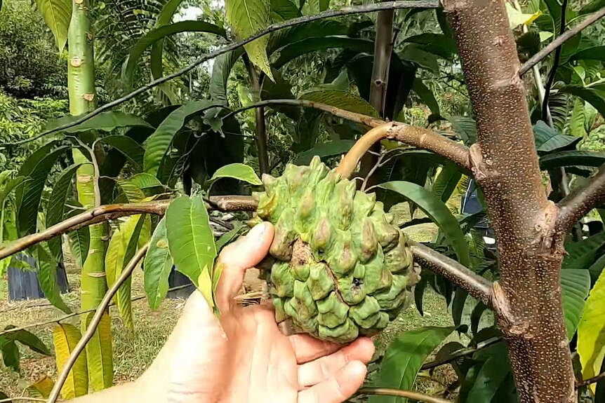 A hands holds a large, green-skinned fruit growing on a tree.