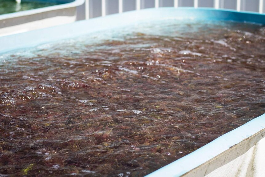 A tank where seaweed is being grown at the research facility.