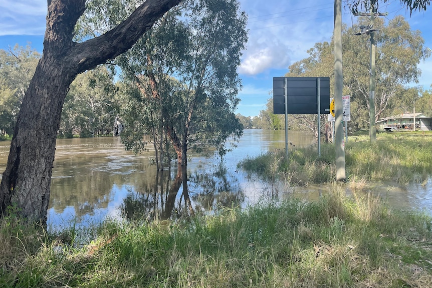 A swollen Murrumbidgee River, with water spilling over the banks.