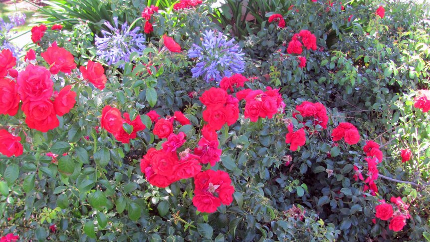 A picture of red roses