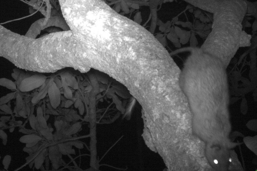 A black-footed tree rat is caught on film at night climbing a tree.
