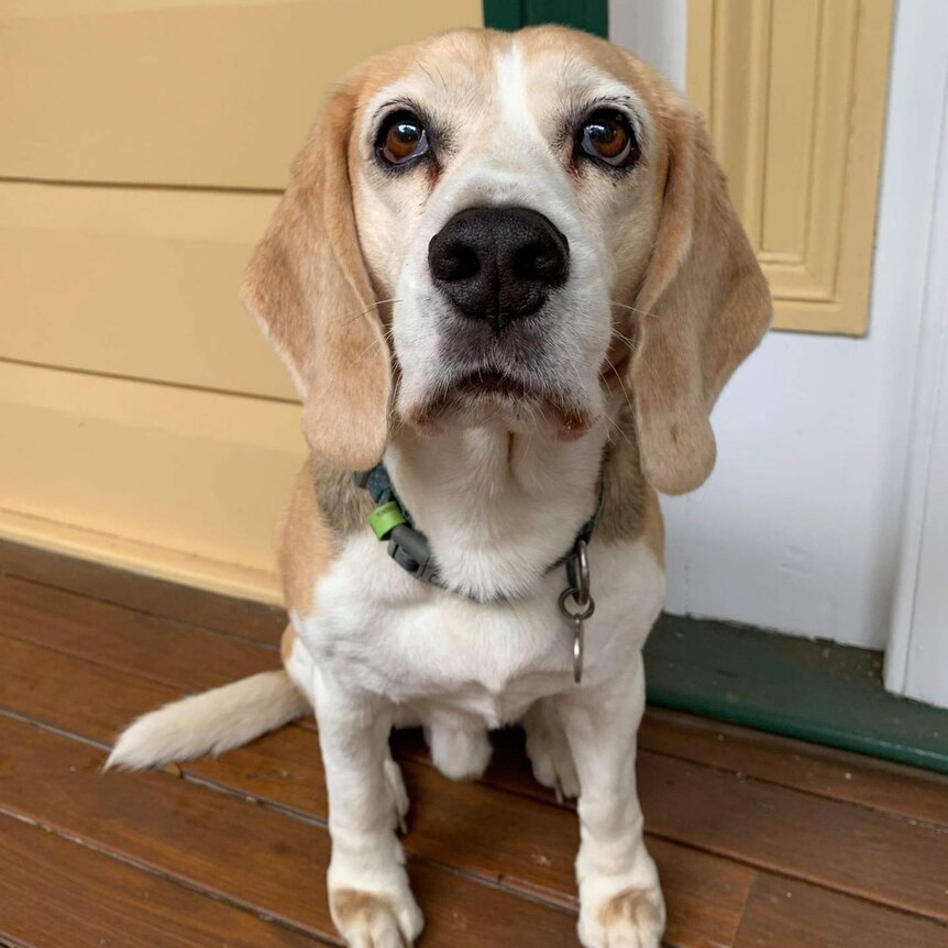 Beagle dog with brown eyes and droopy ears sit on a verandah looking at the camera.