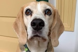 Beagle dog with brown eyes and droopy ears sit on a verandah looking at the camera.
