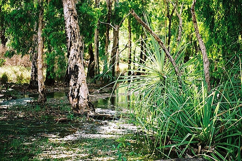 Belyuen waterhole