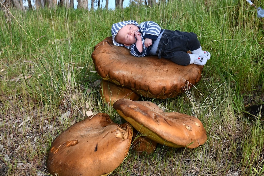 Baby dressed in blue laying on massive mushroom nestled in grass